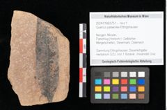 Foto (Objekt + Etikett) von Quercus palaeoilex Ettingshausen (NHMW-GEO-2024-0188-0751)